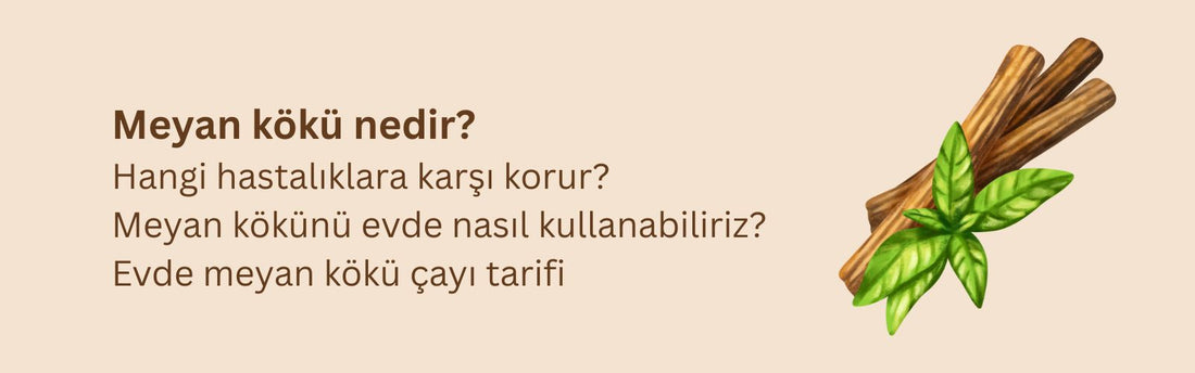 Meyan Kökü Ne İşe Yarar? Nasıl Kullanılır? Evde Meyan Kökü Çayı Tarifi
